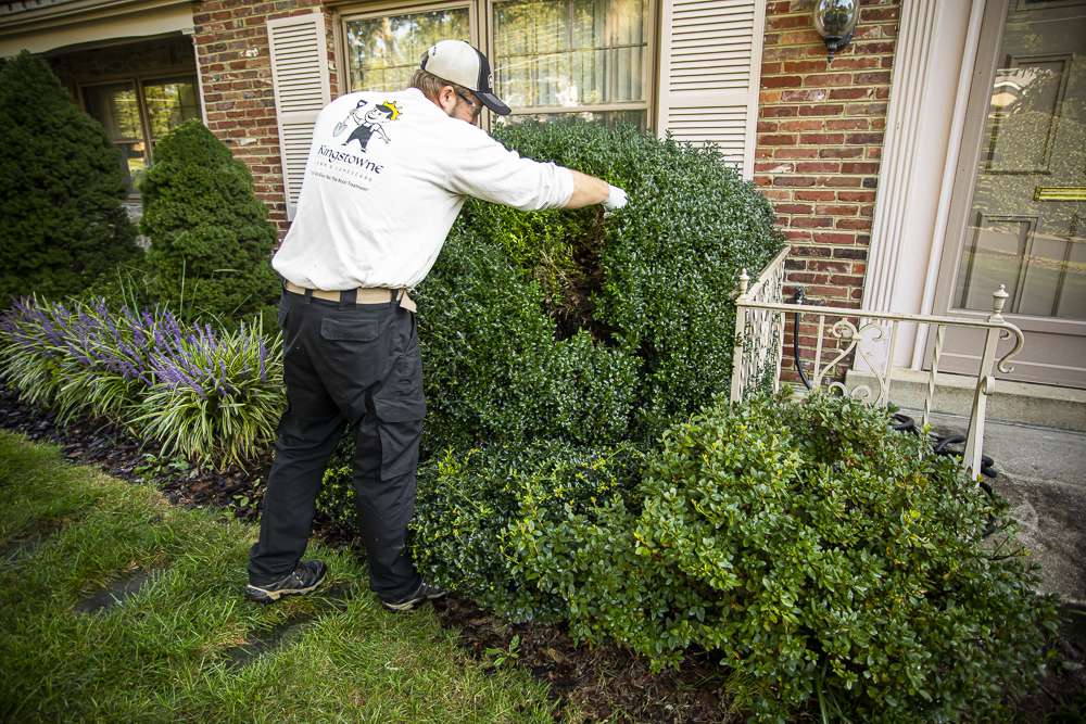 How to Get Rid of Bagworms on Your Trees and Shrubs in Virginia